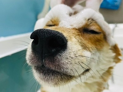 【犬貓美容】新莊店SPA洗護、牛奶浴