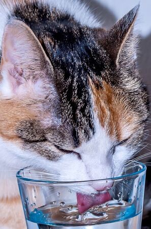貓狗需要喝多少水？