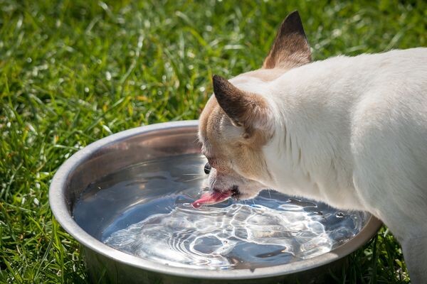 貓狗需要喝多少水？