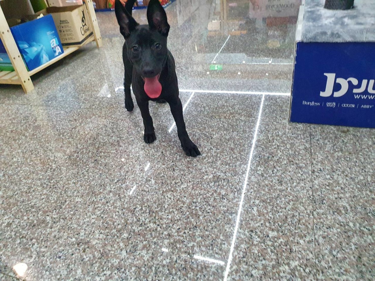 毛孩等家中：高雄岡山店，虎ㄏㄧ，女生，3個月
