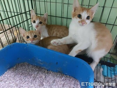 東森寵物台南新市中正店送養會　小橘貓、親人愛笑汪找家中