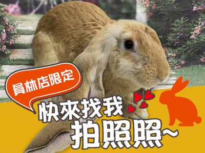11/18、11/19快到東森寵物員林三民東店與超萌兔兔拍照領$50電子折價