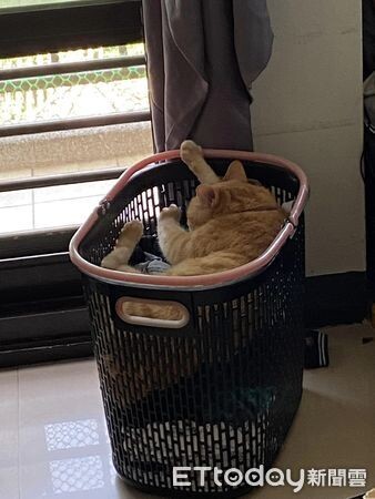 貓主子躺髒衣籃愜意熟睡請不走　網友開玩笑：丟下去一起洗