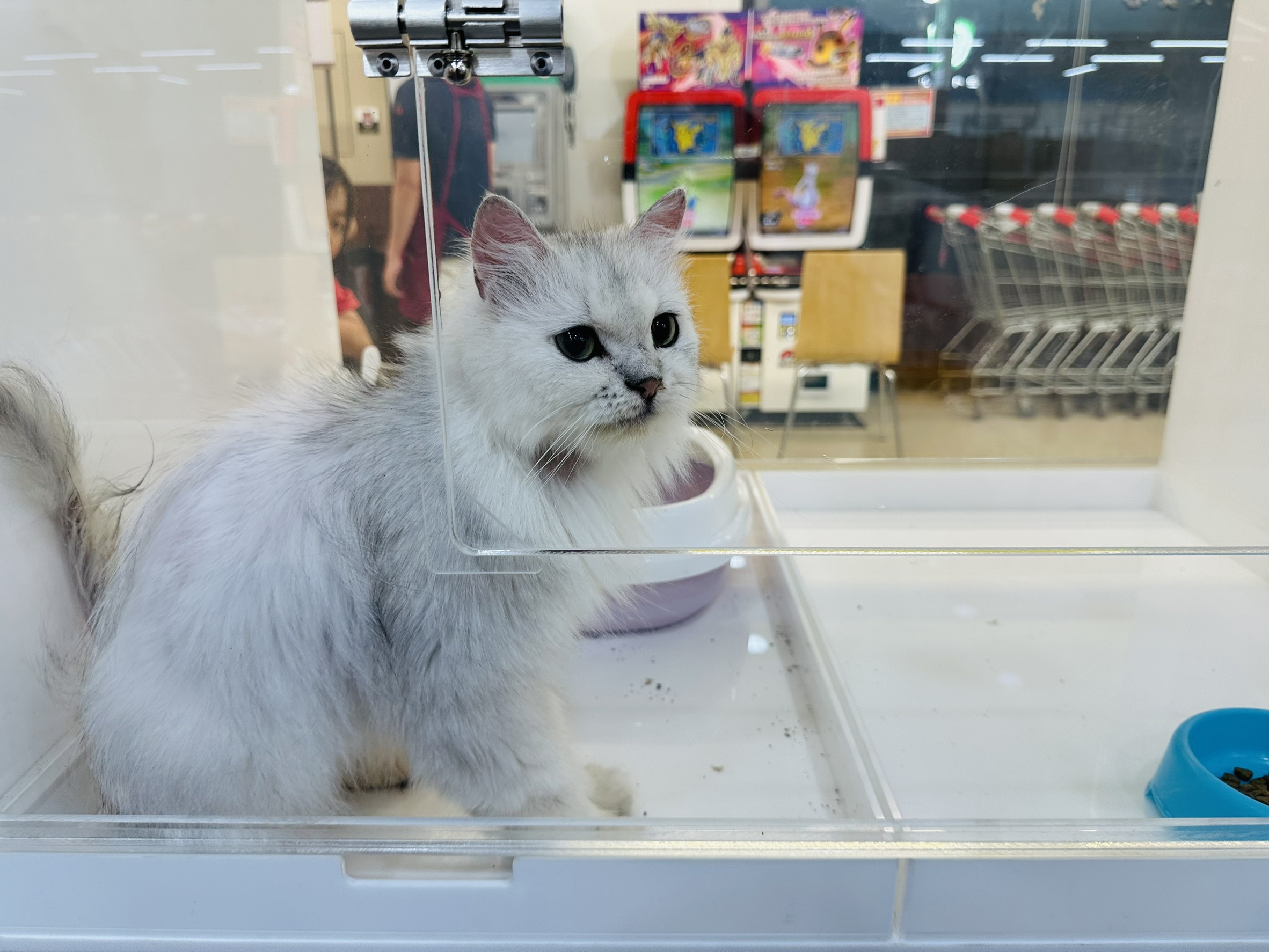 朴子認養