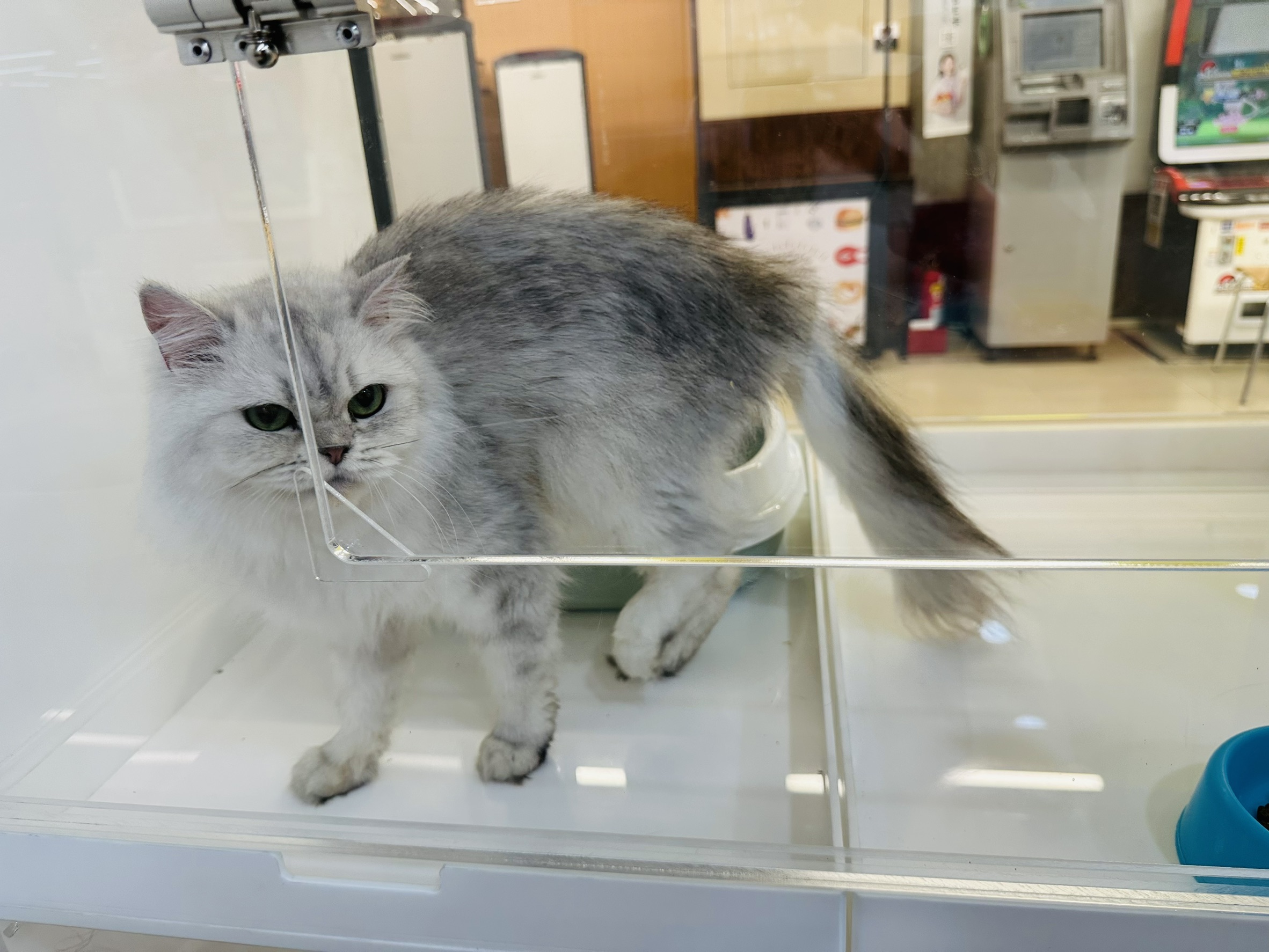 朴子認養